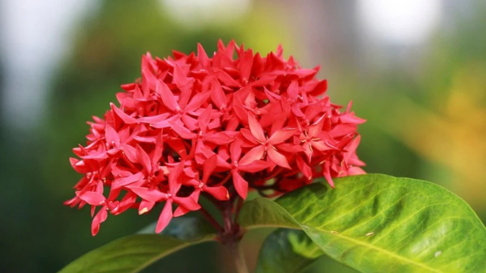  Ixora (Thetti),commonly used as a nectar plant in butterfly gardens