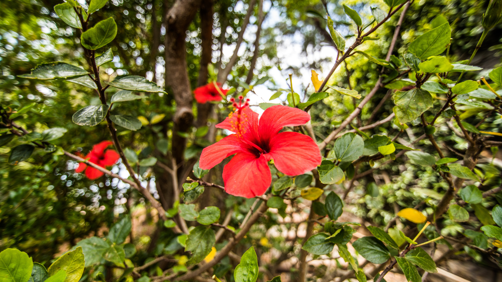 Hibiscus rosa-sinensis (Chembaruthi), a nectar plant used in butterfly gardens