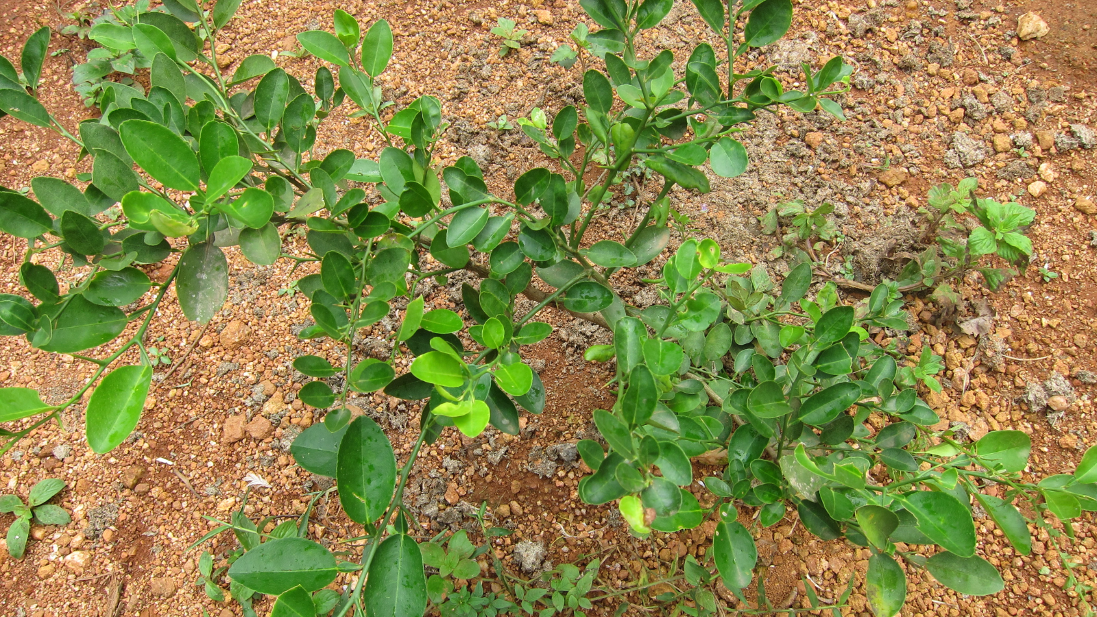 Citrus sps. (Cherunarakam), host for Common Mormon butterfly caterpillars