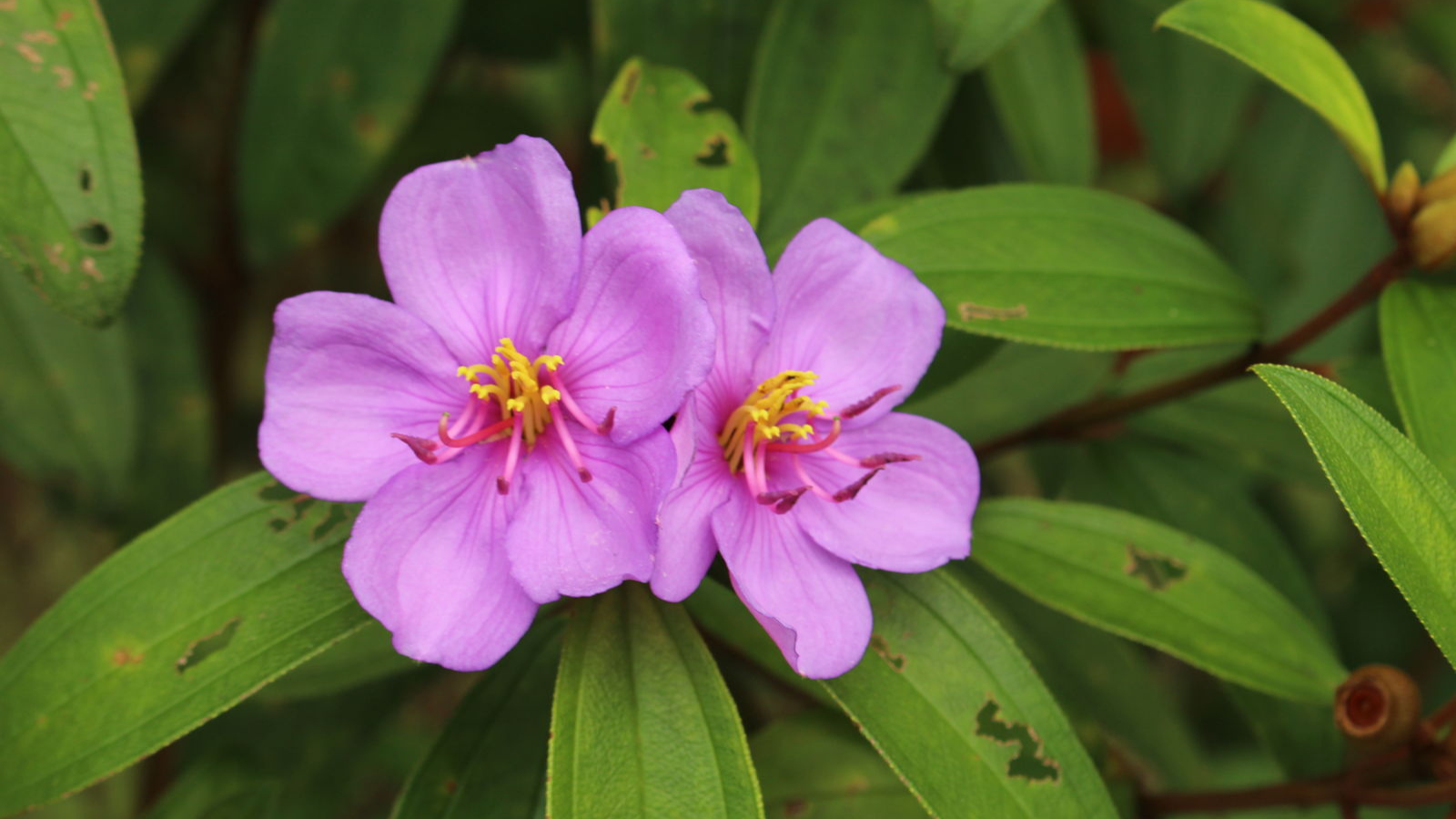 Melastoma plant, supporting nectar needs and shelter for butterfly eggs
