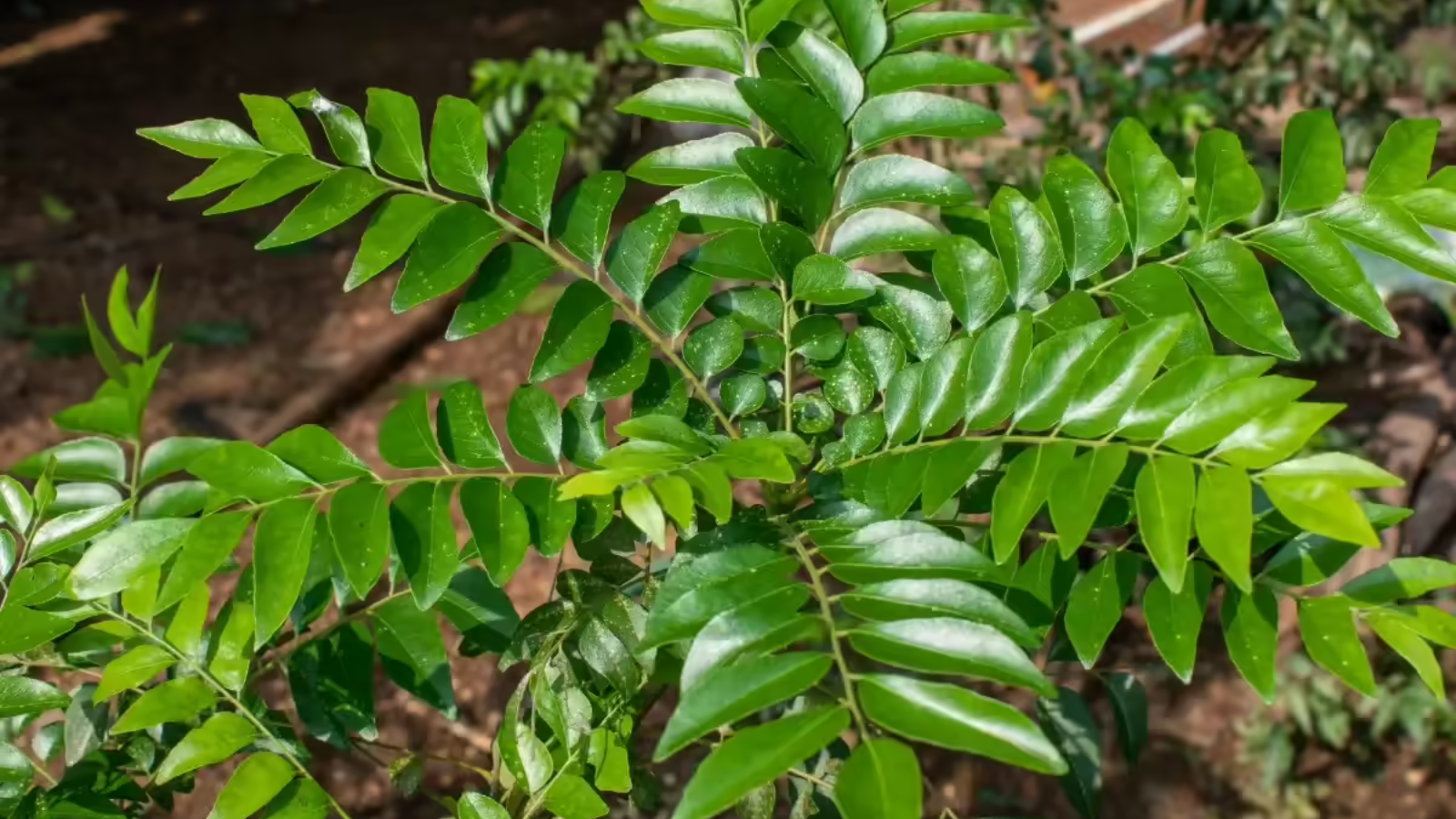 Curry Leaves (Karivepila), an essential plant in butterfly gardens for caterpillar feeding