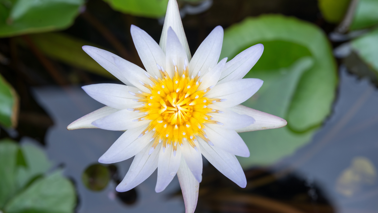 Waterlilies, aquatic plants that add diversity and provide nectar for butterflies