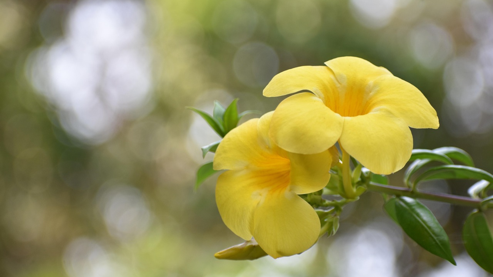 Allamanda (Kolambi), vibrant blooms for pollinators in butterfly garden