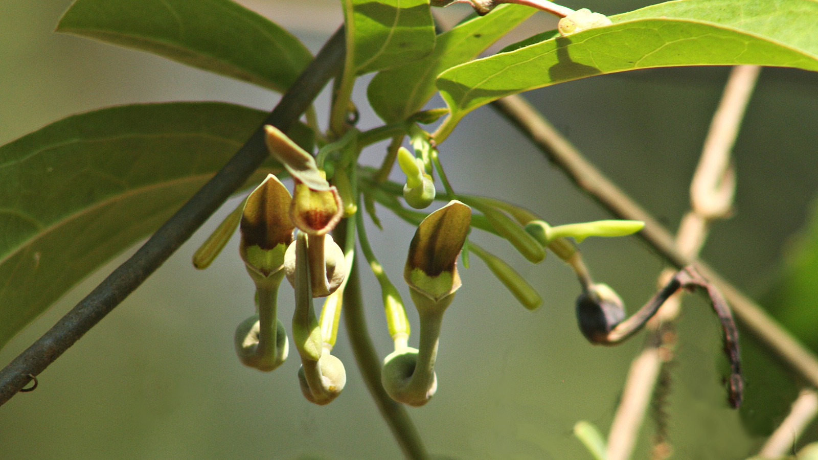 Aristolochia indica (Garudakodi), critical host plant in butterfly gardens