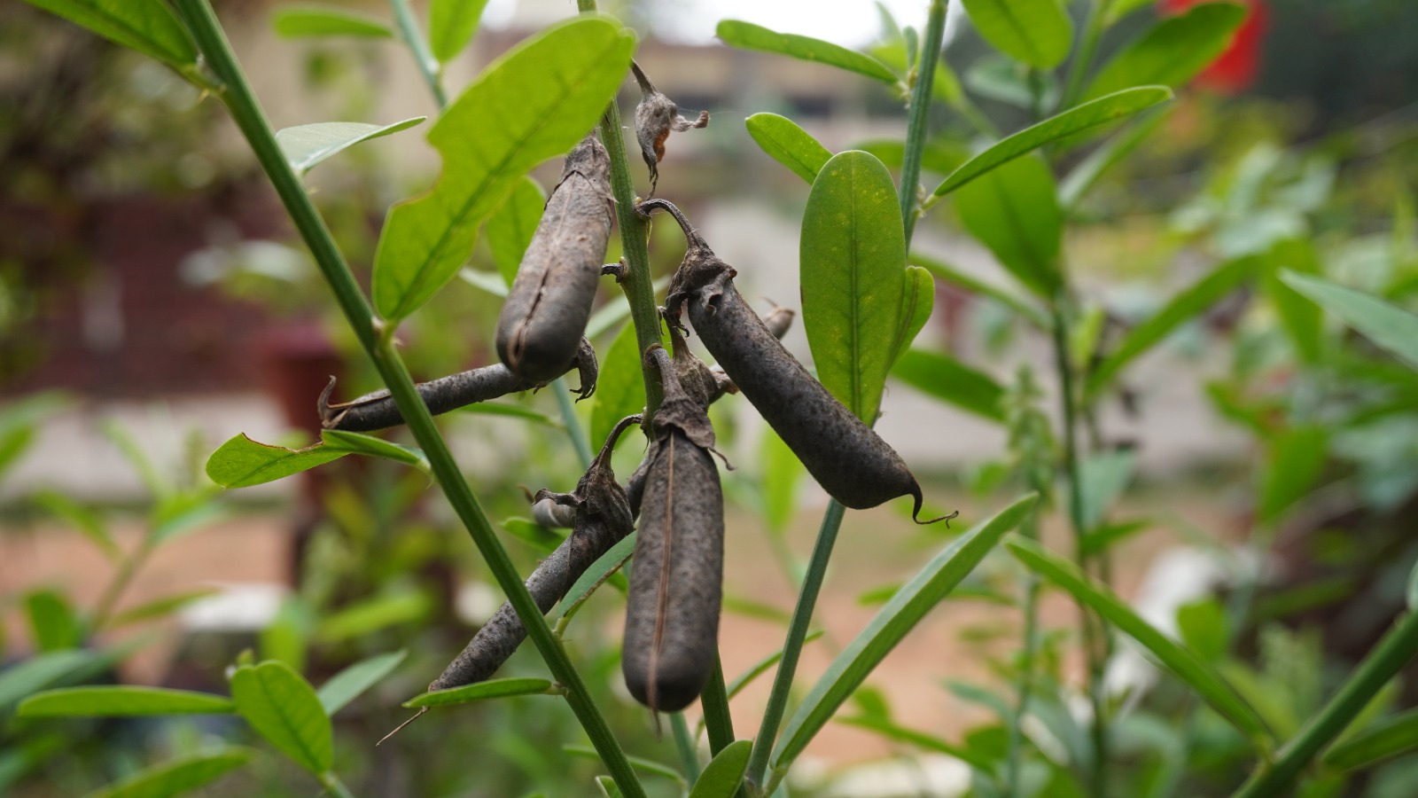 Crotalaria retusa (Kilukki), a nitrogen-fixing plant that attracts butterflies