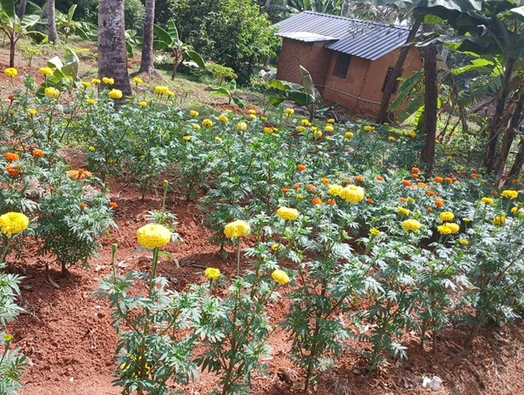 Kovalam Demo Farm Thanal