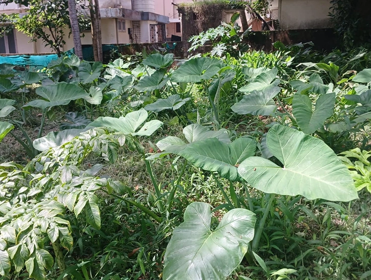Kovalam Demo Farm Kerala
